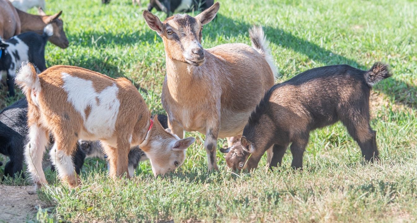 baby goat tour