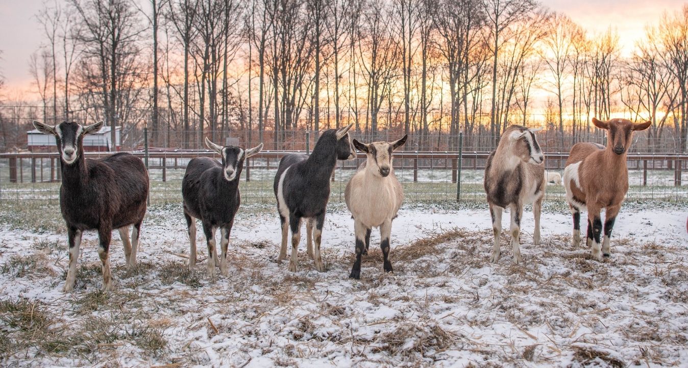 Organic Goat Milk, Hewitt's Dairy