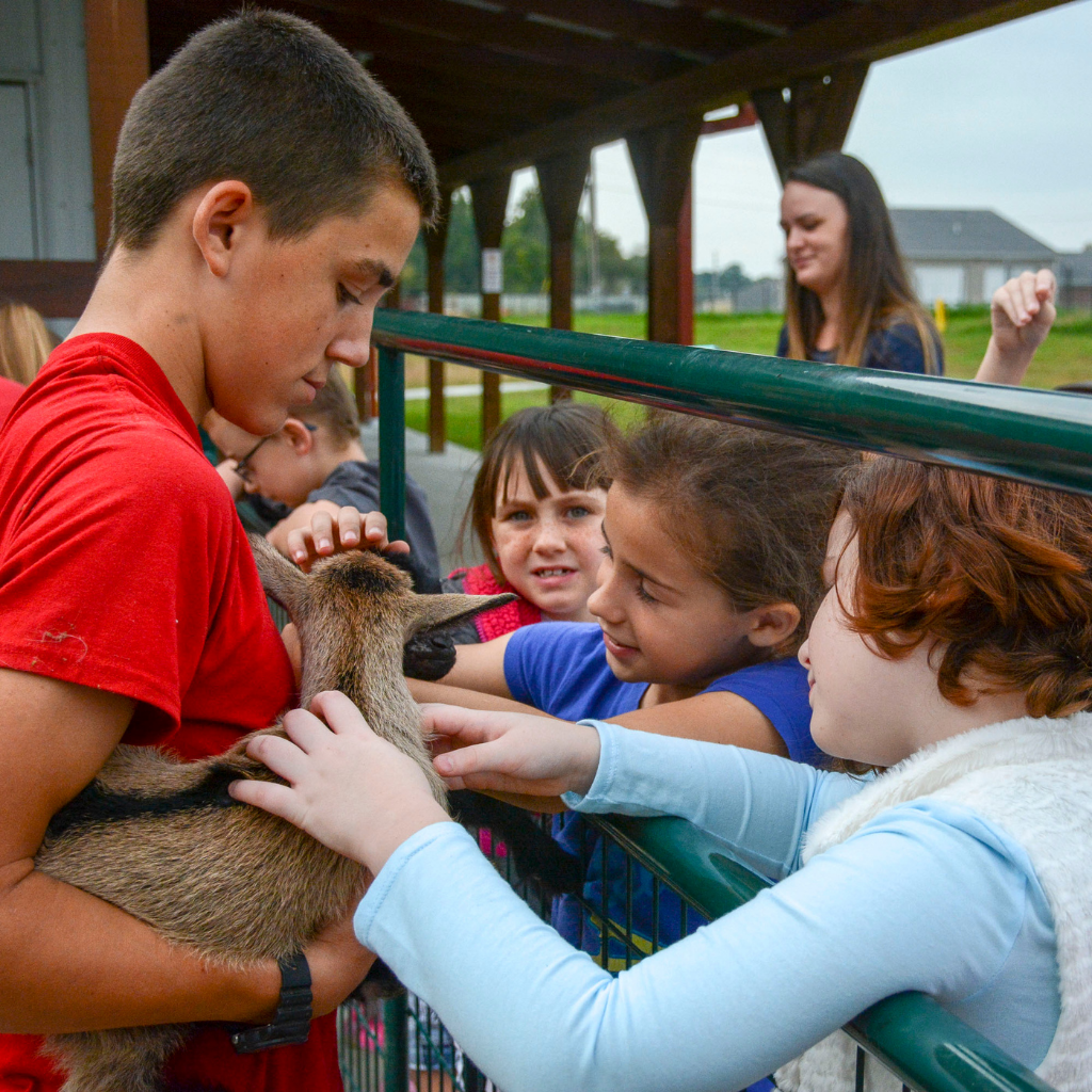 baby goat tour